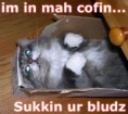 /album/lol-cats/inmahcofin-jpg/