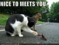 /album/lol-cats/download-jpg/