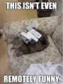 /album/lol-cats/images-jpg/