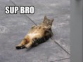 /album/lol-cats/z-jpg/