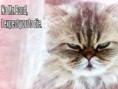 /album/lol-cats/z1-jpg/